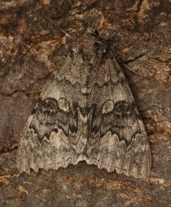 Red Underwing  Catocala nupta 3 Copyright: Graham Ekins