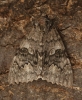 Red Underwing  Catocala nupta 3 Copyright: Graham Ekins