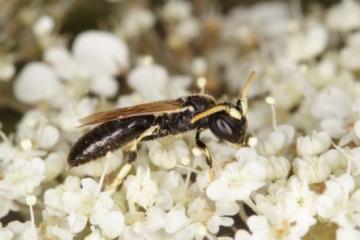 Hylaeus cornutus Copyright: Peter Harvey