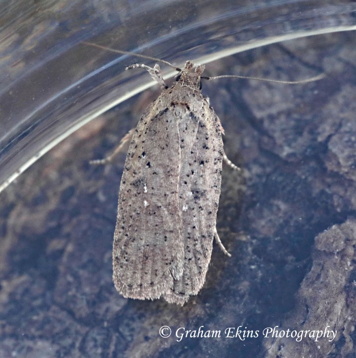 Agonopterix heracliana 6  GD Copyright: Graham Ekins