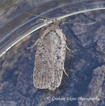 Agonopterix heracliana 6  GD Copyright: Graham Ekins