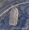 Agonopterix heracliana 6  GD Copyright: Graham Ekins