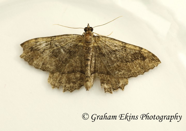 Philereme transversata     Dark Umber Copyright: Graham Ekins