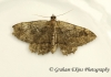 Philereme transversata     Dark Umber Copyright: Graham Ekins