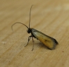 Adela rufimitrella. 