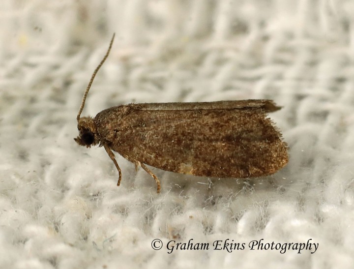 Neosphaleroptera nubilana 3 (GD) 25th June 2022 Copyright: Graham Ekins