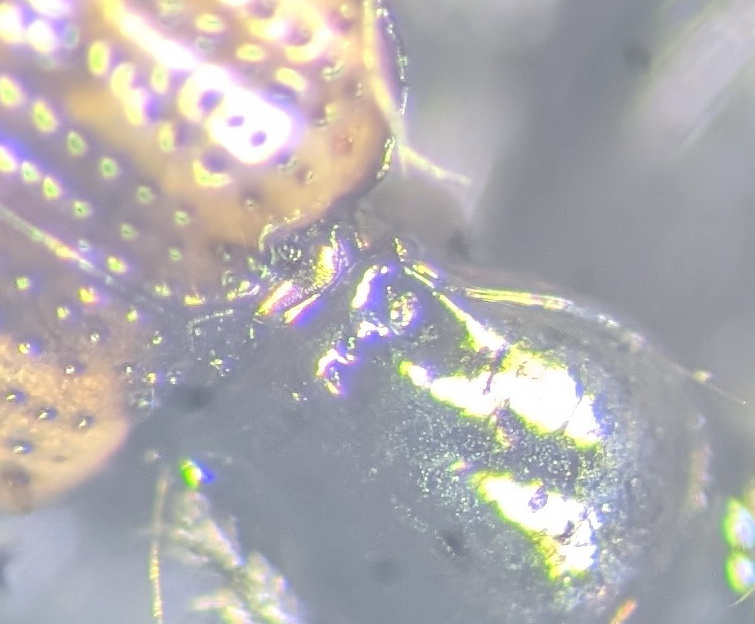 B articulatum pronotal punctures Copyright: Robert Smith