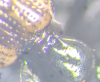 B articulatum pronotal punctures