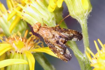 Merzomyia westermanni Copyright: Peter Harvey