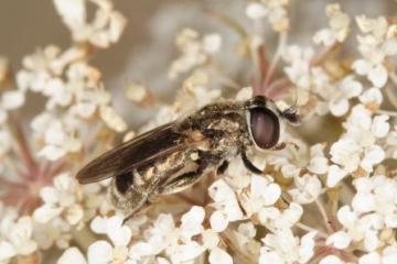 Eumerus strigatus Copyright: Peter Harvey