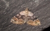 Large Twin-spot Carpet 2 Copyright: Ben Sale