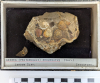 Chingford London Clay Fossils Axinea decussatus bivalves 