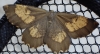 Orange Moth 1