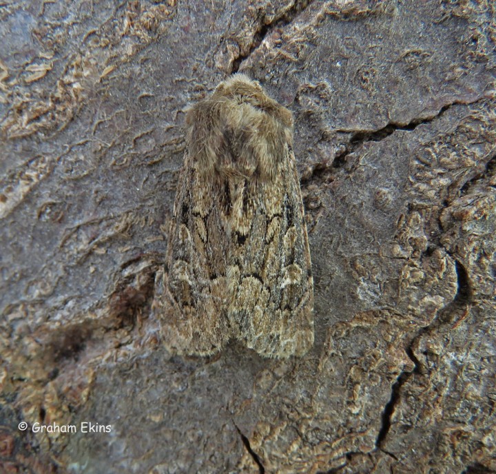 Luperina testacea  Flounced Rustic 1 Copyright: Graham Ekins