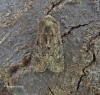 Luperina testacea  Flounced Rustic 1