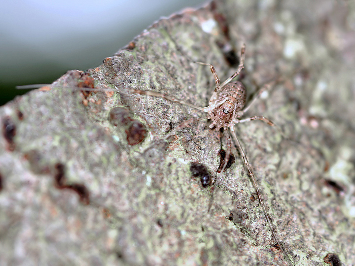 Paroligolophus agrestis (21 Aug 10) Copyright: Leslie Butler