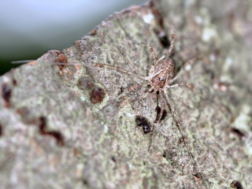 Paroligolophus agrestis (21 Aug 10) Copyright: Leslie Butler