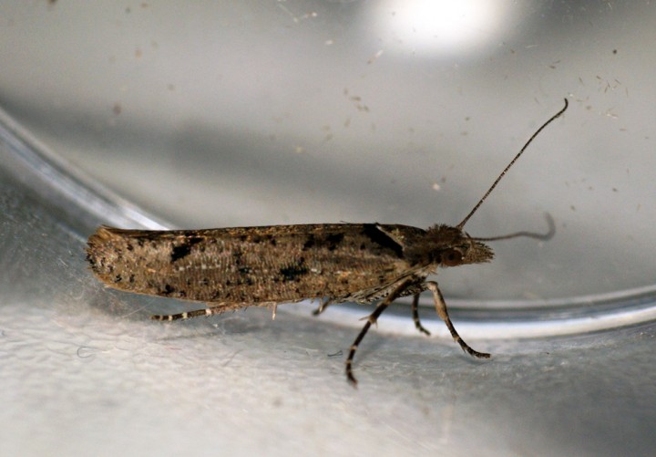 Ypsolopha ustella Copyright: Ben Sale