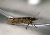 Ypsolopha ustella