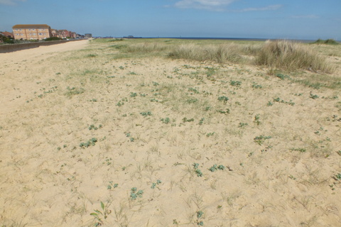Sea Holly on dunes Copyright: Peter Pearson