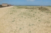 Sea Holly on dunes 