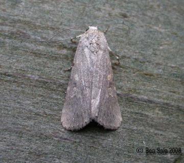 Small Mottled Willow Copyright: Ben Sale