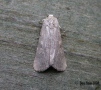Small Mottled Willow 