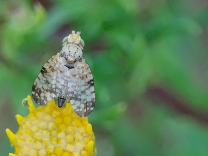 Picture Winged Fly on ragwort Copyright: Raymond Small