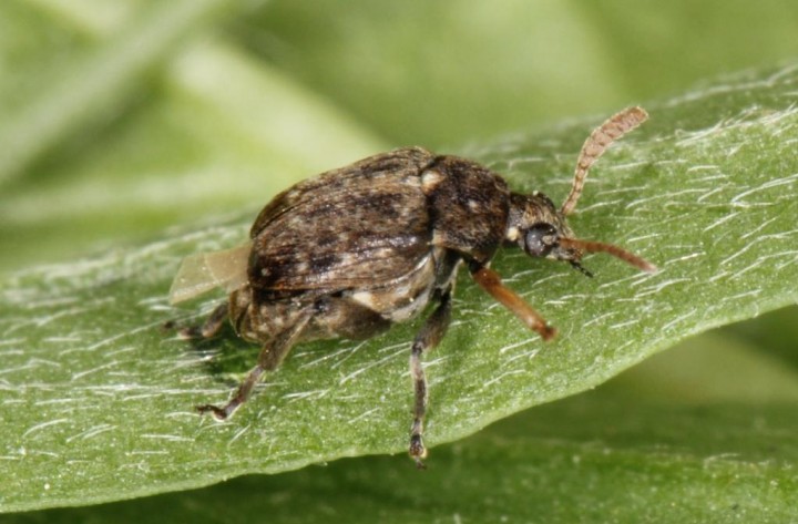 Bruchus brachialis Copyright: Peter Harvey identified by Peter Hammond