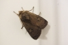 Square-spot Rustic - Xestia xanthographa 