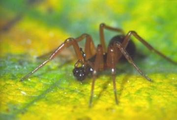 Walckenaeria acuminata Copyright: Peter Harvey