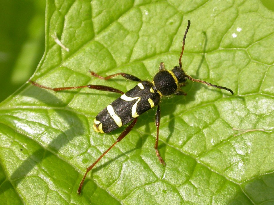 A longhorn beetle - Wasp Beetle -  Clytus arietis Copyright: Malcolm Riddler
