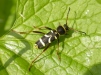 A longhorn beetle - Wasp Beetle -  Clytus arietis