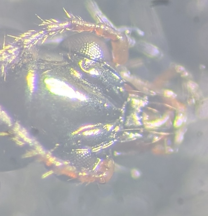 B articulatum converging furrows Copyright: Robert Smith