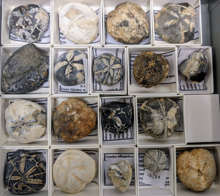 Pufleet fossil echinoids in flint about 80 million years old Copyright: William George