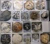 Pufleet fossil echinoids in flint about 80 million years old 