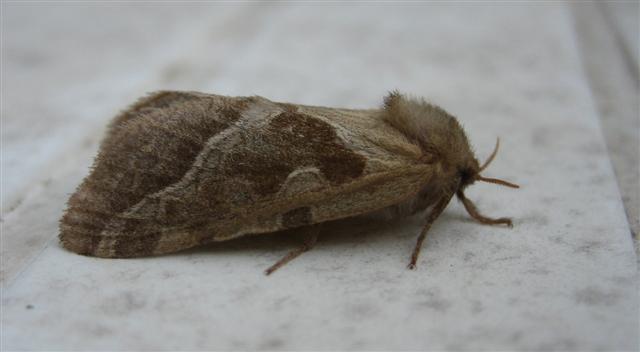 Orange Swift F Copyright: Stephen Rolls