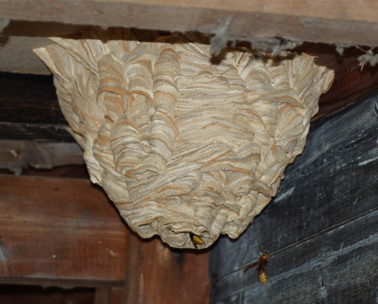 Hornets' nest Copyright: Robert Smith