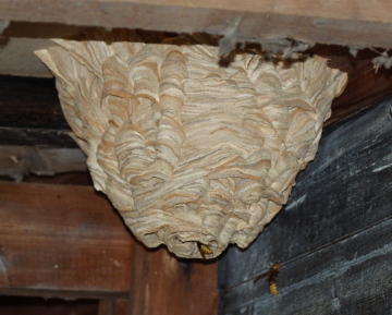 Hornets' nest Copyright: Robert Smith