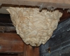 Hornets' nest