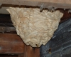 Hornets' nest Copyright: Robert Smith