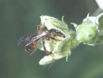 Andrena florea