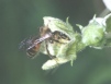 Andrena florea 