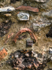Fryerning Church Roman Brick and Ferricrete 31st May 2025
