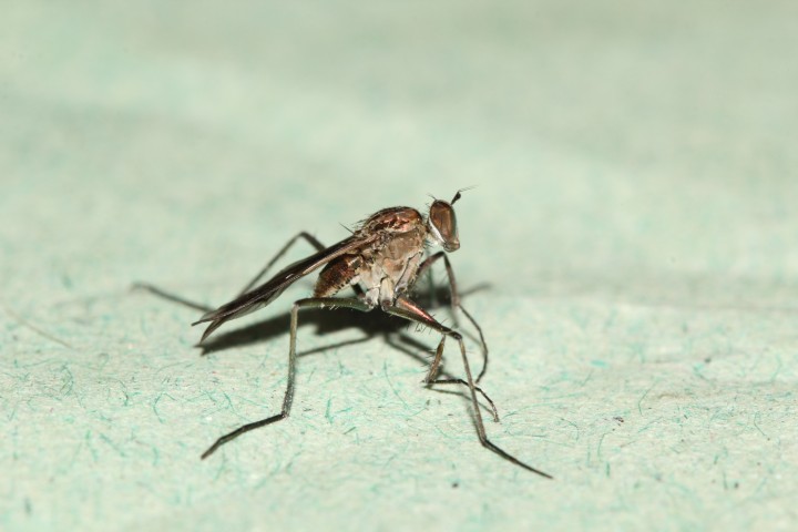 Scellus notatus female 2 Copyright: Peter Furze