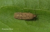 Bryotropha terrella 5 Copyright: Graham Ekins