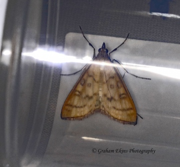 Mecyna flavalis Copyright: Graham Ekins