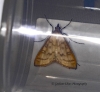 Mecyna flavalis Copyright: Graham Ekins