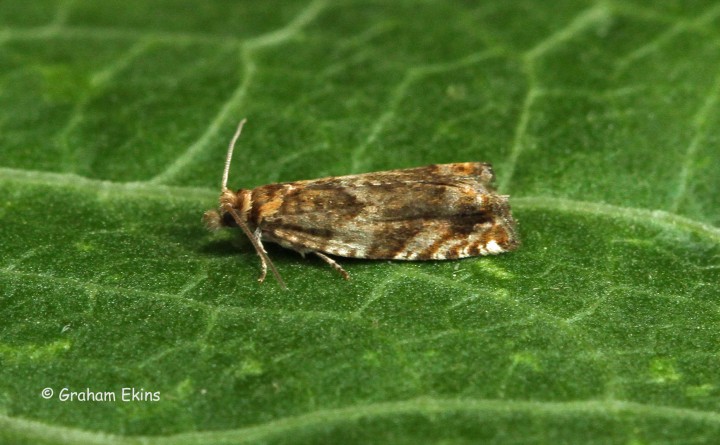 Epinotia abbreviana  3 Copyright: Graham Ekins