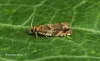 Epinotia abbreviana  3 Copyright: Graham Ekins